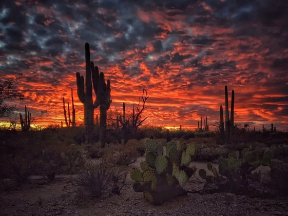 Las imágenes ganadoras del concurso iPhone Photography 2017