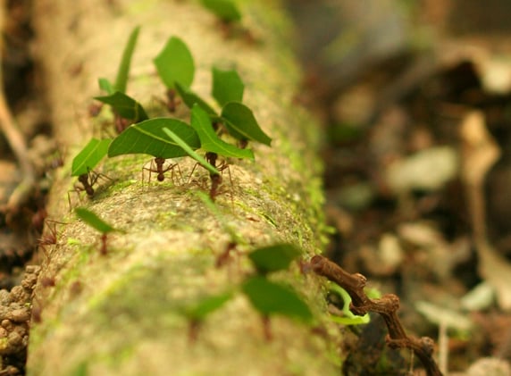 Nature Positive Practices