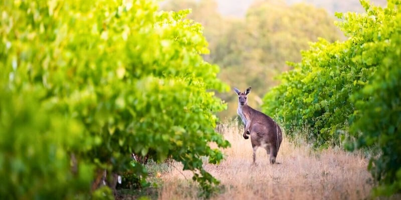 This $16 Wine Flight Could Win You a Free Seat on United’s New San Francisco to Adelaide Route