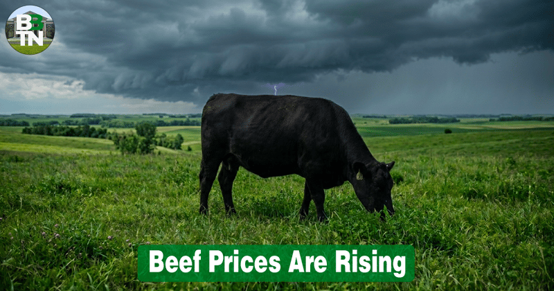🐂 Beef Prices Are Rising