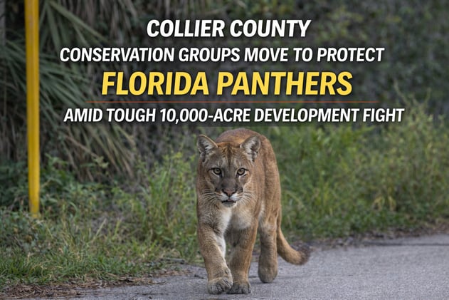 Conservation Groups Move to Protect Florida Panthers as Collier Development Sparks Controversy