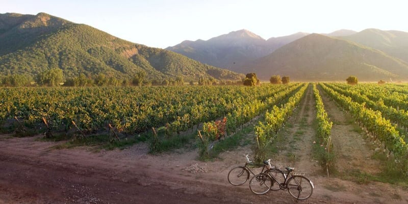 Outdoor: The 7 Best Italy Wine Tours for Cycling Your Way Through Vineyards