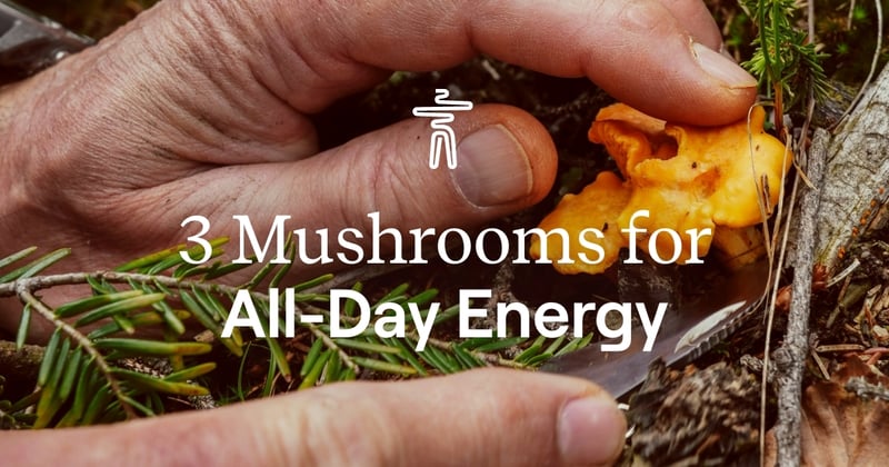 3 Mushrooms for All-Day Energy
