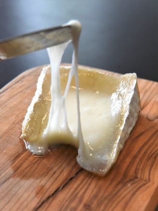 Fresh Funding To Launch "Cheeseable Milk" Powder - Future Food Weekly