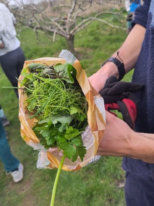 Rosamund Garden News 