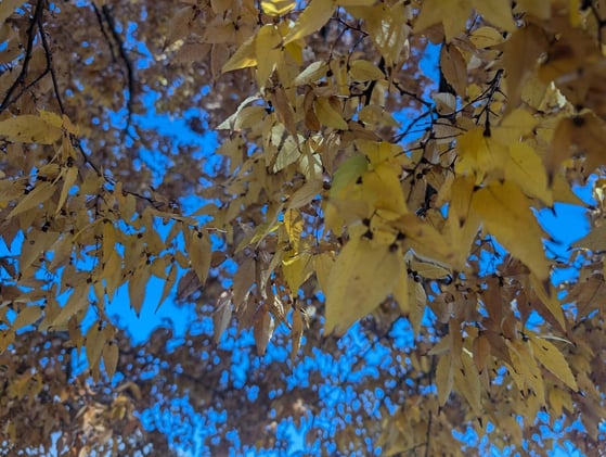 ❄️Warm Up Indoors: Greenville’s Coziest Week Yet