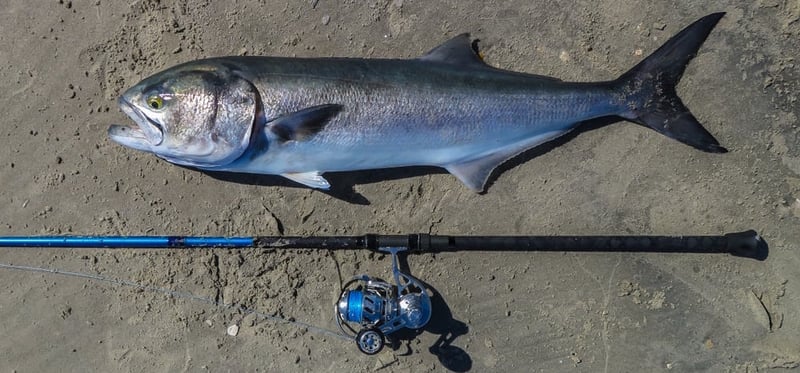 The Ultimate Guide to Saltwater Game Fish