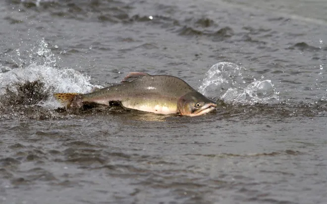 Want Those Fall Bass? This Will Help 