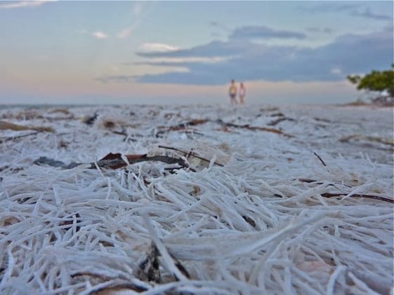 What are the strange, tangled clumps that wash up on Collier beaches?