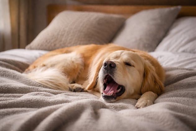 Why Do Dogs Bark While Sleeping?