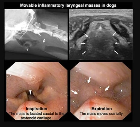 A New Canine Laryngeal Entity: Bilateral Movable Inflammatory Masses with Excellent Surgical Outcomes
