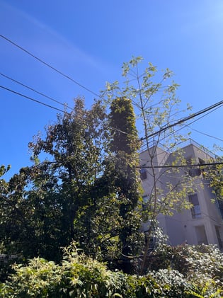 ✂️ 61,124 Reasons to Improve Tree Maintenance in NYC