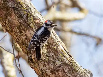 How the Tiniest Woodpecker Packs the Biggest Punch