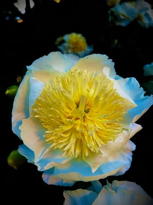 the lamb beneath the fig tree