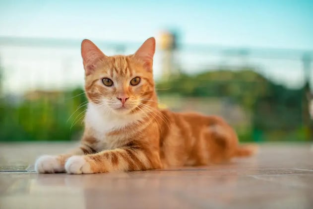 Why Most Orange Cats Are Boys