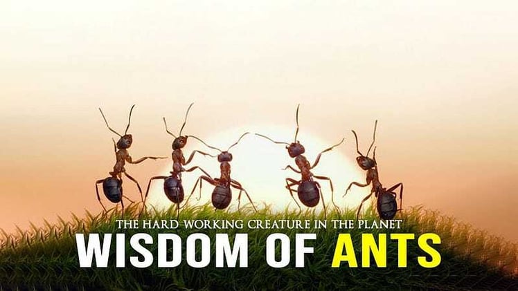 Wisdom Of the Ants — Best Motivation