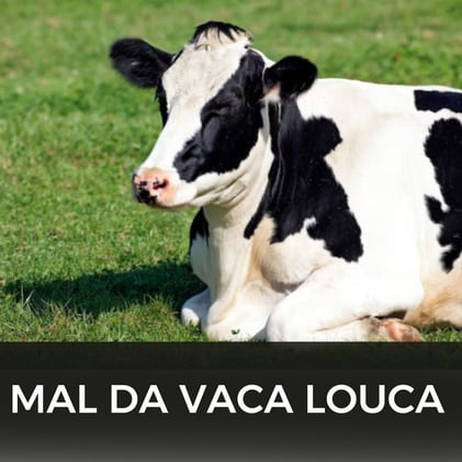 O que é o mal da vaca louca e como ele afeta os seres humanos?