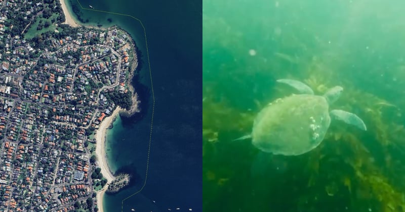 Fishing ban from Balmoral to Chinamans Beach could deliver “living museum” for snorkellers