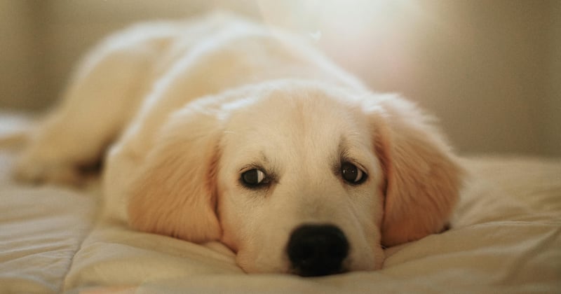 The Hidden Formula Behind the World’s Calmest Lives