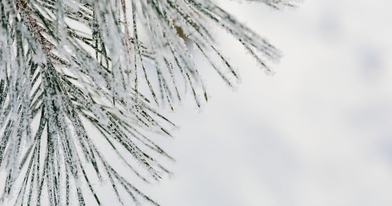 Snow’s Melting?... Here’s What’s Happening in Frederick