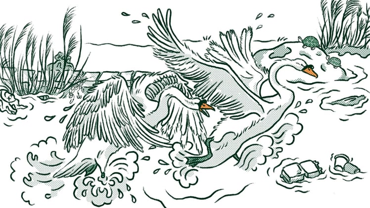 Digging into Ecology Amid the Chaos