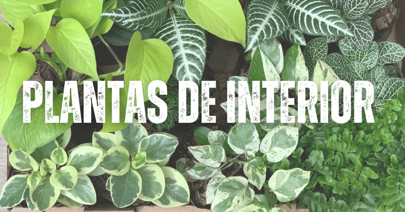 El Poder de las Plantas en un Mundo Urbanizado  