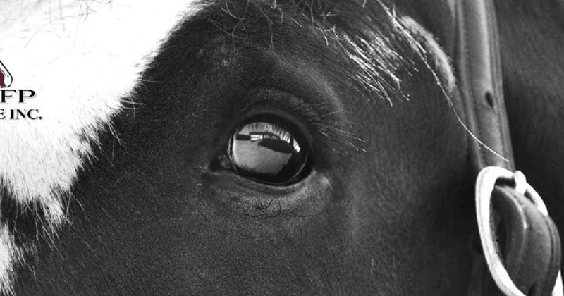 Fall CLYDESDALE Experiences Now Available