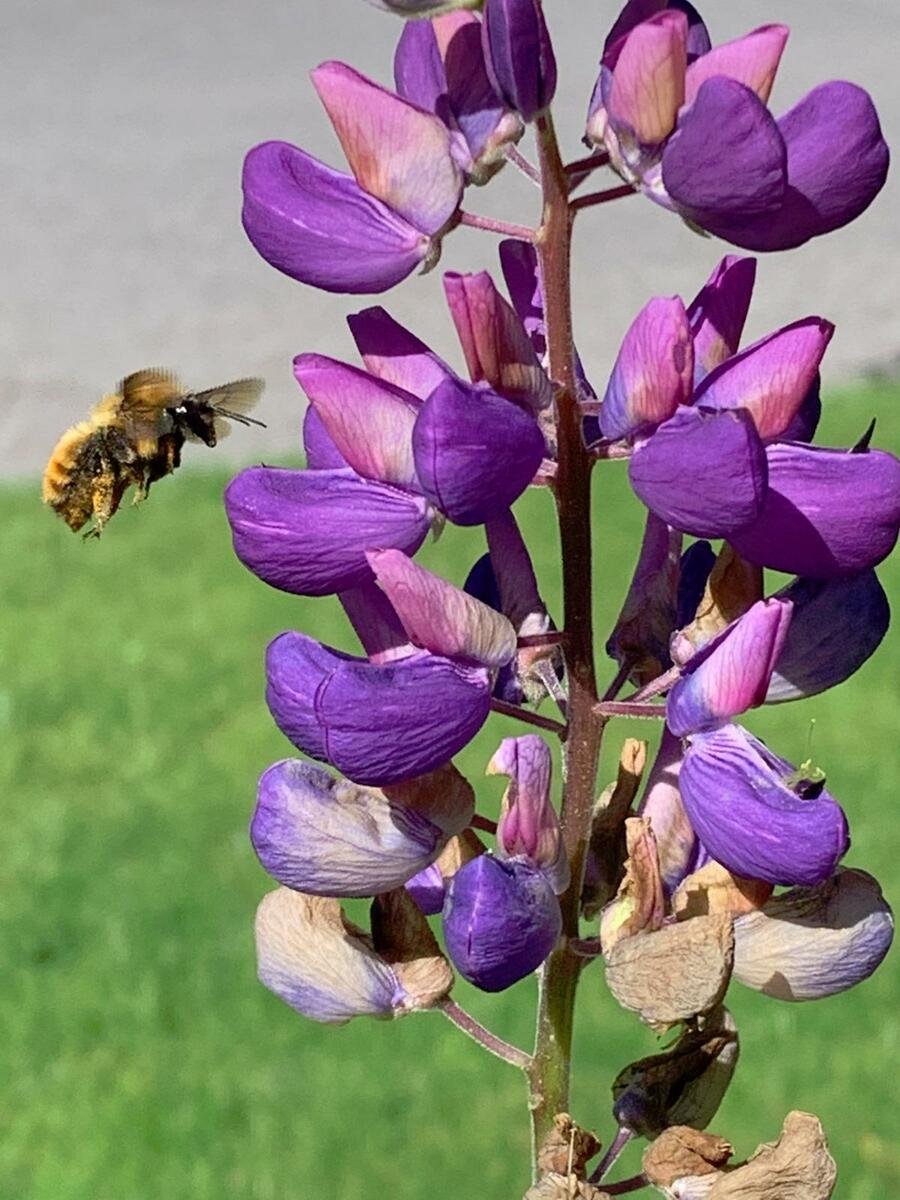 A bee and some flowers