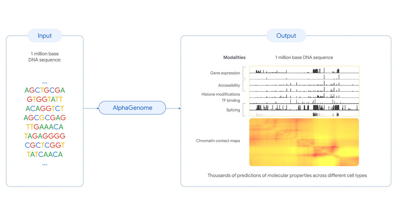 Infograafik, mis kujutab DNA sekventsiga töötlemise protsessi. Vasakul on toodud DNA aluste jada, millele järgneb 'AlphaGenome' tööriist. Paremal kuvatakse väljund, mis sisaldab erinevaid molekulaarseid omadusi, näiteks geeniekspressioon, ligipääsetavus, histoonide modifikatsioonid, TF seondumine ja splaissing. Lisaks on esitatud kromatiini kontaktkaart. Alumises osas on märgitud, et see võimaldab tuhandete molekulaarsete omaduste prognoosimist erinevates rakutüüpides.