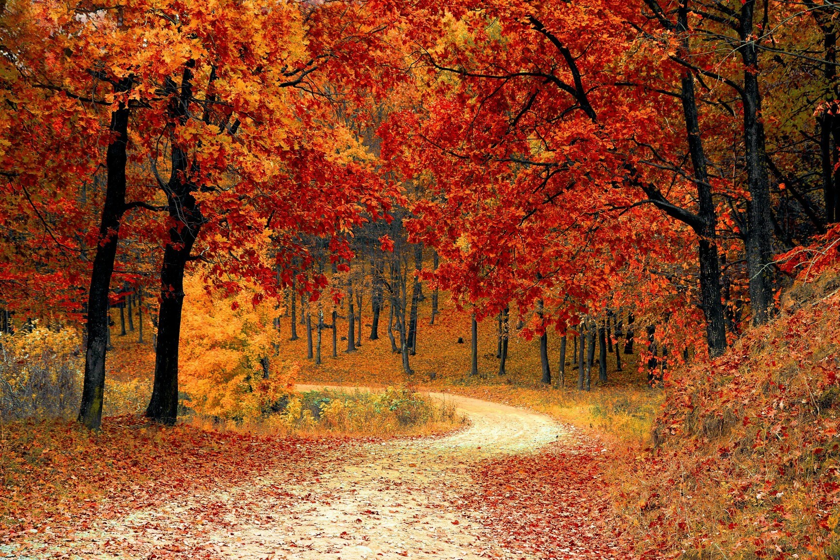 Embracing Change: The Art of Letting Go This Autumn